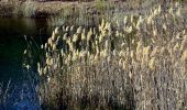 Randonnée Marche Bormes-les-Mimosas - Barrage du Trapan - Pellegrin - Photo 9