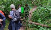 Trail Walking Nainville-les-Roches - La foret des grands avaux - Photo 7