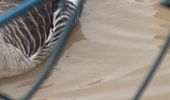 Randonnée Marche Saint-Martin-du-Bec - st martin anglesqueville - Photo 1