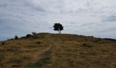 Tour Wandern Murbach - Murbach - Grand Ballon - Lac du Ballon - Col du Wolfsgrube - Photo 8