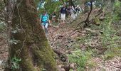 Tour Wandern Collobrières - Collobriéres. Sommet de l'Argentière  - Photo 15