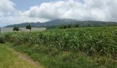 Tocht Stappen Saint-Pierre - Boucle CDST - Distillerie Depaz - Photo 1