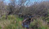 Tour Wandern Vielsalm - fraiture - plateau des tailles  - Photo 14