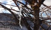 Randonnée Marche La Chapelle-en-Vercors - Belvédère de Revoulat - Photo 13