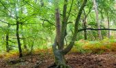 Tocht Te voet Fontainebleau - Fontainebleau les monts de Fay - Photo 15