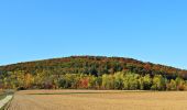 Tour Zu Fuß Sondershausen - Frauenbergrundweg - Photo 6