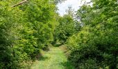 Percorso A piedi Lügde - Rundwanderweg A3 Rischenau - Schwalenberger Wald - Photo 6