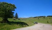 Excursión Senderismo Luttenbach-près-Munster - Autour du Petit Ballon et ses fermes auberges - Photo 1