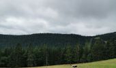 Tour Wandern Sulzern - lac vert, lac du forlet - Photo 5