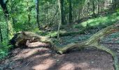 Trail Walking Houffalize - Les deux Ourthes au départ de Filly - Photo 13