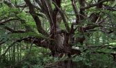 Randonnée Marche Allons - Rando de l'arbre remarquable  - Photo 1