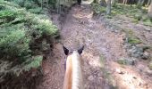 Trail Horseback riding Turquestein-Blancrupt - randonnée turquestein direction Celles-sur-Plaine  - Photo 14
