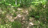 Tocht Stappen Vendôme - Randonnée dans le Bois de l'Oratoire à Vendôme  - Photo 19