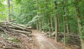 Percorso Marcia Sint-Genesius-Rode - 2020-09-01 - Forêt de Soignes- Rhode Saint Genève  - Photo 16