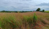 Tocht Stappen Burdinne - marche adeps Burdinne  - Photo 12