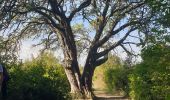 Trail Walking Castelnau-Valence - château de castelneau - Photo 2