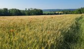 Trail Walking Riedisheim - Rando des Marcheurs  20/05/2025 - Photo 4