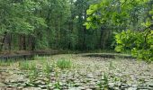 Trail Walking Nouan-le-Fuzelier - les etangs de lévrys - Photo 4