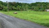 Trail Trail Sainte-Anne - Grand fonds St Anne - Photo 2