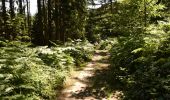Trail Walking Kelmis - 20200730 - Les 3 Bornes 7.3 Km - Photo 2