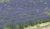 Trail Electric bike Sault - le mont Ventoux  - Photo 1