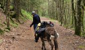 Randonnée Marche Xonrupt-Longemer - 2024 RA Vosges J1 Rando âne sur les crêtes - Photo 9