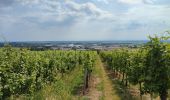 Tocht Stappen Obernai - 240628 - Obernai - VVF-Nordberg - Photo 3