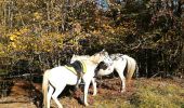 Trail Horseback riding Saint-Sauveur - saint sauveur gros chêne château turquestein - Photo 2