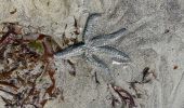 Percorso Corsa a piedi Fouesnant - Des dunes à la mer blanche - Photo 18