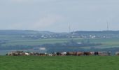 Tour Zu Fuß Bruttig-Fankel - Archäologischer Wanderweg - Photo 1