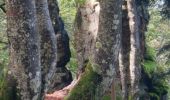 Randonnée Marche Plancher-les-Mines - PLANCHE DES BELLES FILLES - Photo 3