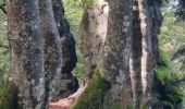 Trail Walking Plancher-les-Mines - PLANCHE DES BELLES FILLES - Photo 3