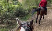 Trail Horseback riding Bastogne - Livarchamps 18/09/2022 - Photo 2