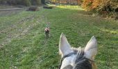 Trail Horseback riding Florenville - Les Epioux - Photo 15