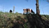 Trail Walking Dalhem - dalhem - Balade 5 - feneur  - Photo 7