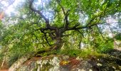 Trail On foot Fontainebleau - Fontainebleau les monts de Fay - Photo 18