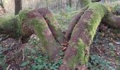 Trail Walking Trois-Ponts - brume 2 - Photo 10