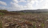 Tour Wandern Le Lamentin - École Gondeau A-fond cacao en boucle  - Photo 1