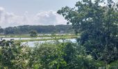 Trail Walking Larmor-Baden - PR_56_Larmor-Baden_BA_02_Tour-De-Berder-Et-Du-Marais_Circuit4a_20240717 - Photo 19