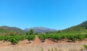 Percorso Marcia Tautavel - les gorges . tautavel par les vignes  ..  retour par la vallée - Photo 13