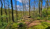 Trail Walking Thuin - Balade dans le Bois du Grand Bon Dieu-Thuin - Photo 14