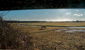 Tocht Te voet Texel - Natuurpad Alloo - Photo 5