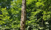 Excursión Senderismo Fontainebleau - Le mont aigu  - Photo 11