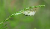 Percorso A piedi Schneverdingen - Wanderweg 3 Schneverdingen - Photo 2