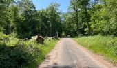 Trail Walking Compiègne - en Forêt de Compiègne_50_les Routes des Beaux Monts, de Morpigny et des Nymphes - Photo 20