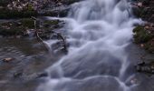 Excursión A pie Bukovinka - [Ž] Rakovecké údolí - Malá Říčka - Photo 2