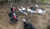 Percorso Altra attività Filain - Parc de guiguitte en folie ( les ridets) - Photo 7