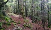 Trail Walking Rimbach-près-Masevaux - Haute Bers - Photo 20