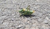 Tocht Stappen Peyre en Aubrac - les moulins? - Photo 2