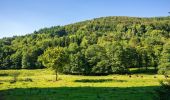 Tocht Te voet Mudau - Rundwanderweg Reisenbacher Grund 3 - Photo 8